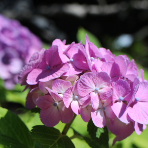 ピンク色の紫陽花の写真